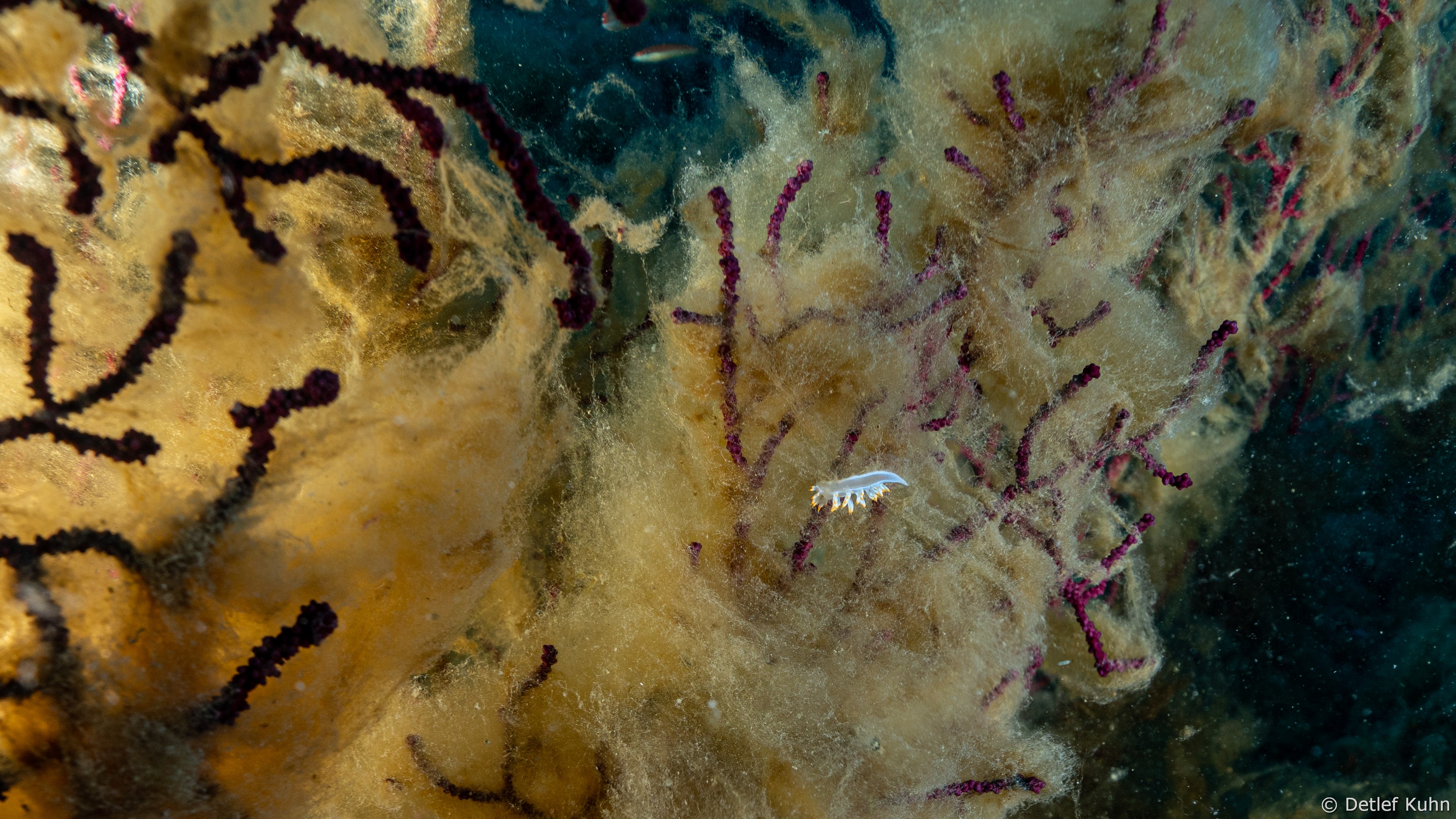 Punta della Torretta	