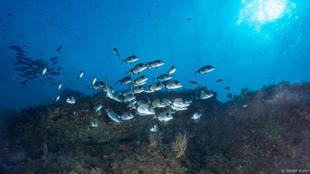 Punta Chiappa Levante	