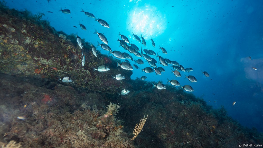 Punta Chiappa Levante	