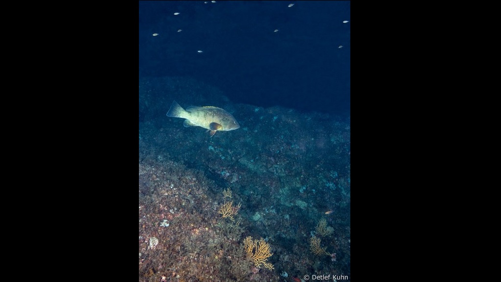 Punta Chiappa Levante	
