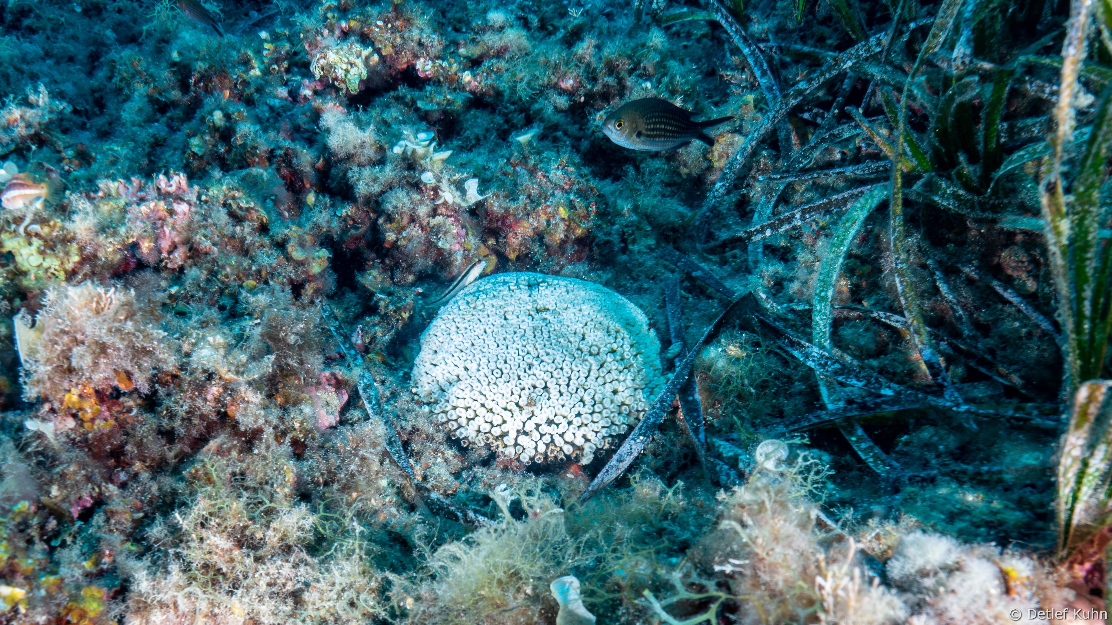 Punta Chiappa Levante	