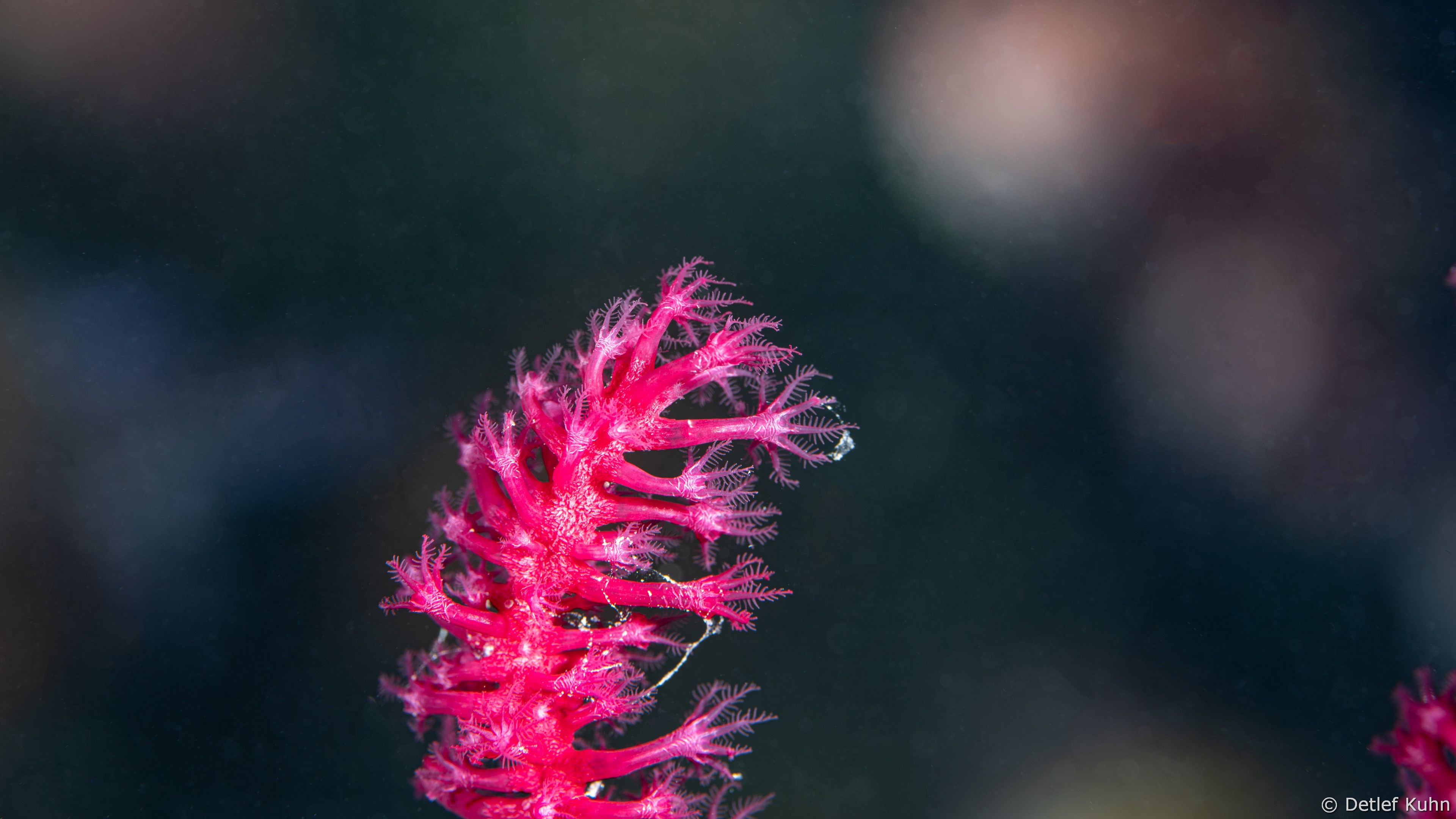 Punta Chiappa Levante	