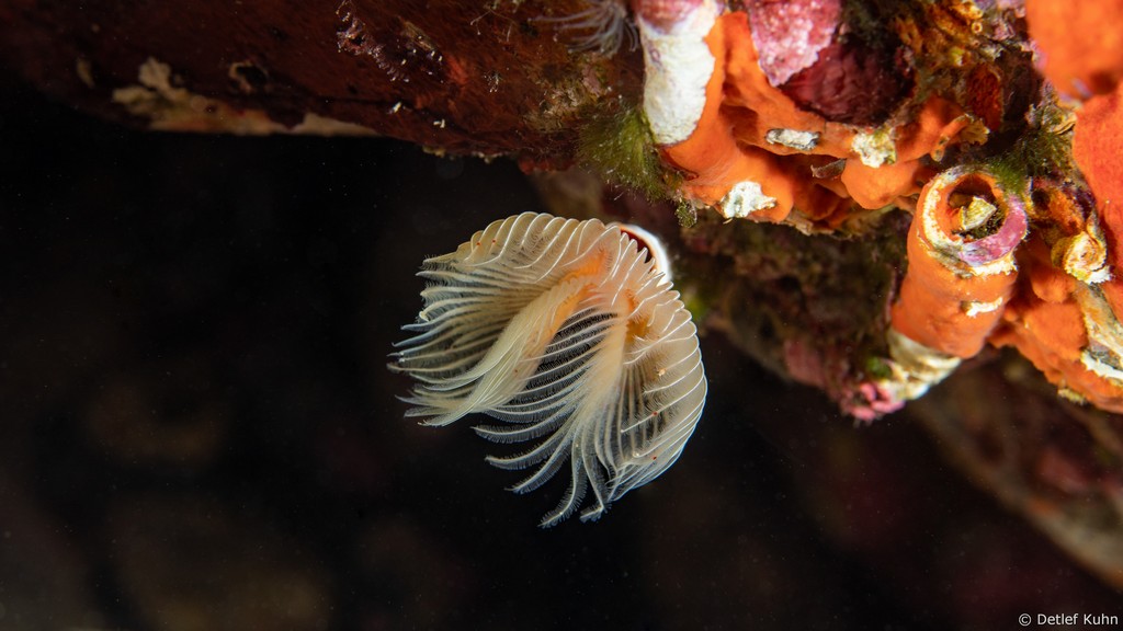 Punta Chiappa Levante	