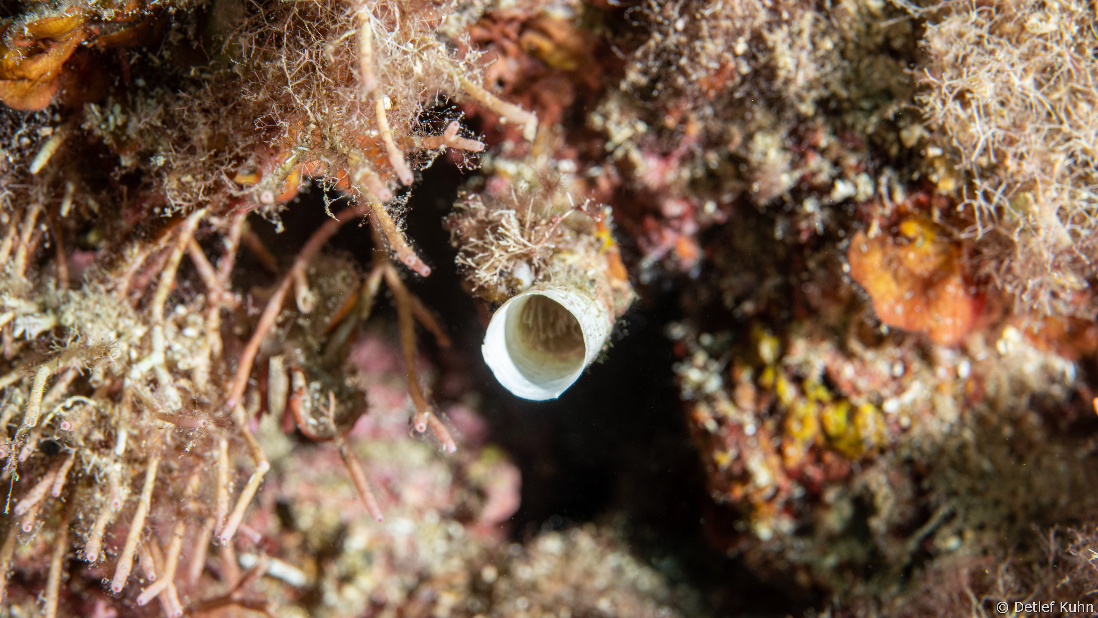 Punta Chiappa Levante	