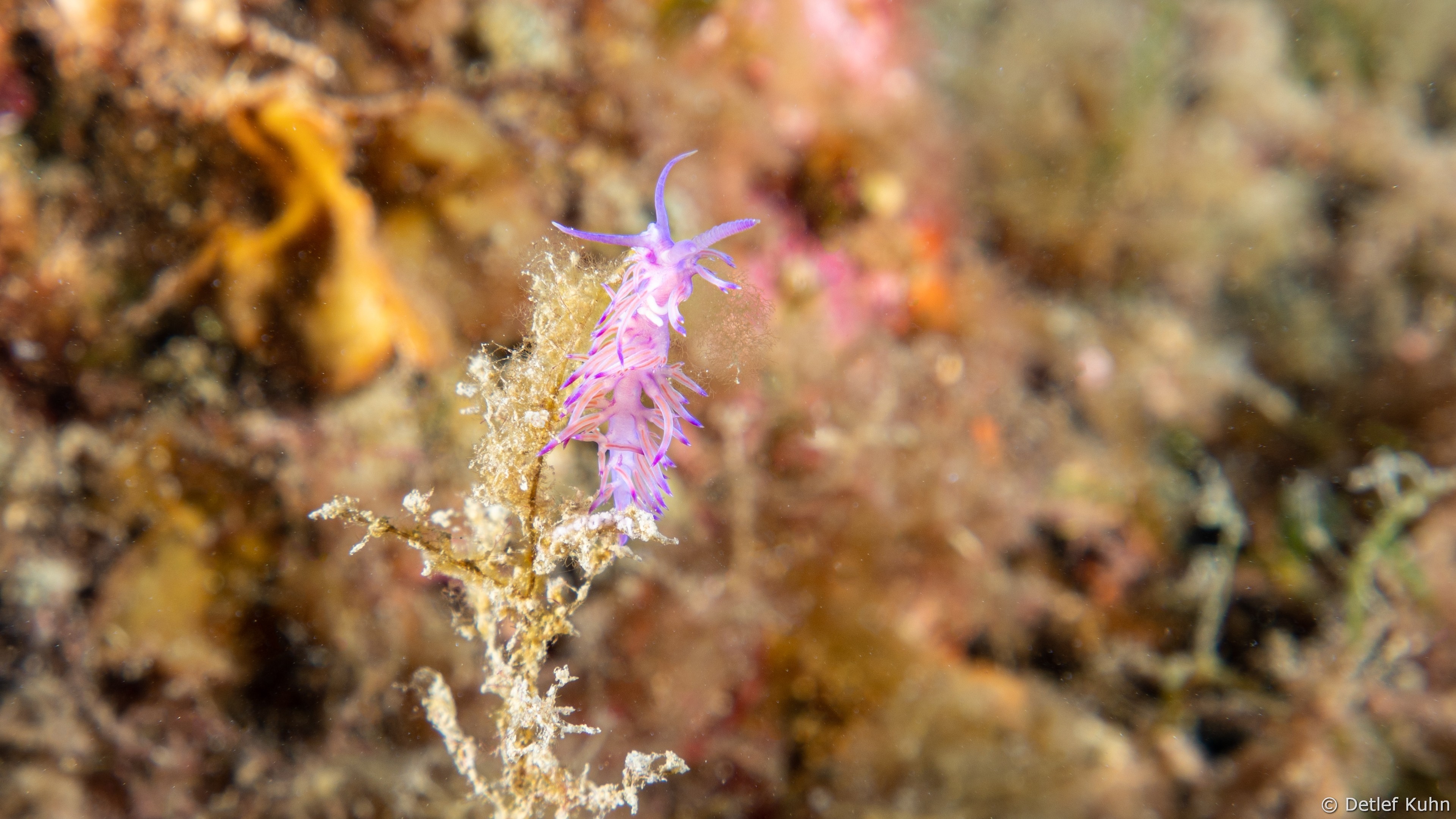 Punta Chiappa Levante	