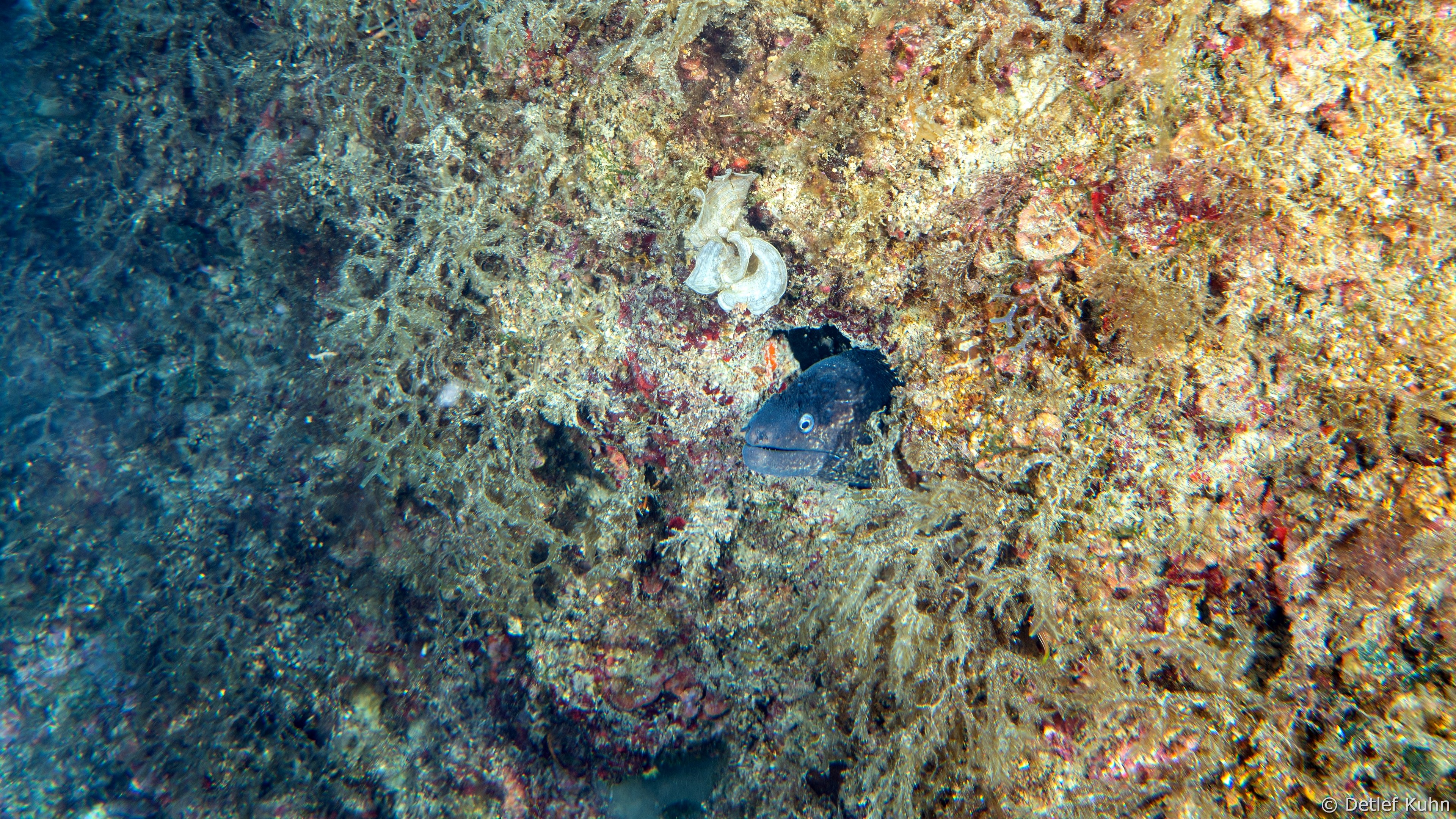 Punta Chiappa Levante	