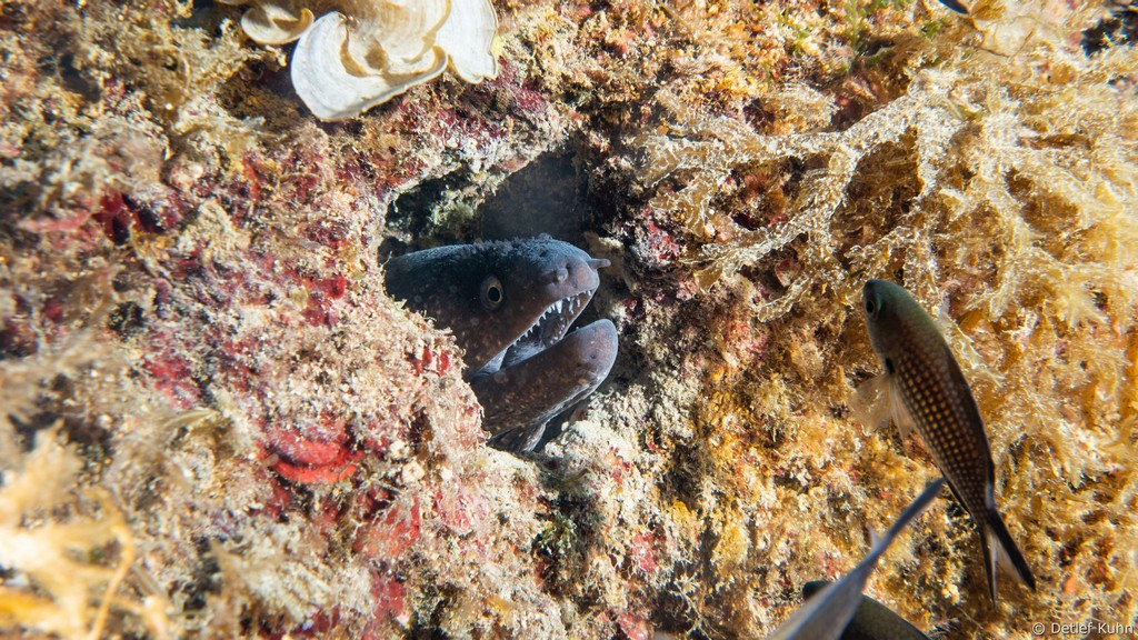 Punta Chiappa Levante	