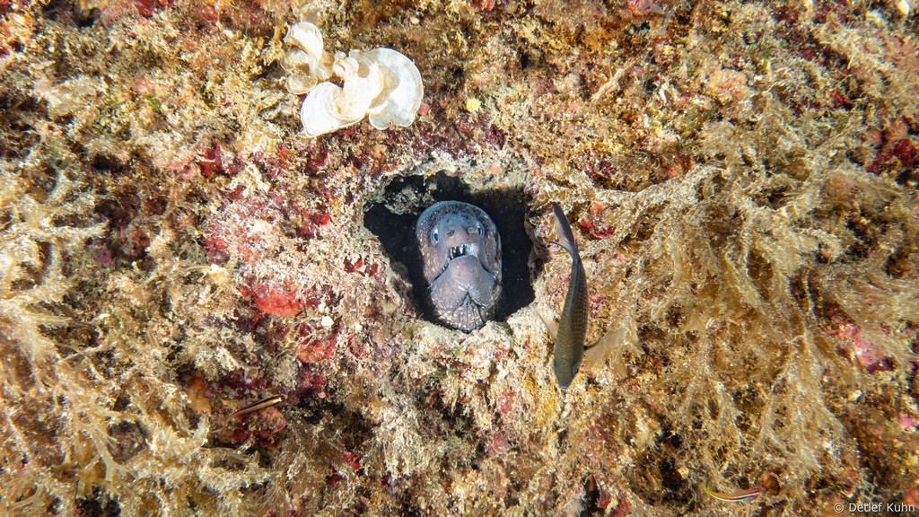 Punta Chiappa Levante	
