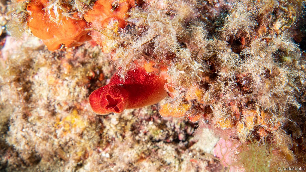 Punta Chiappa Levante	