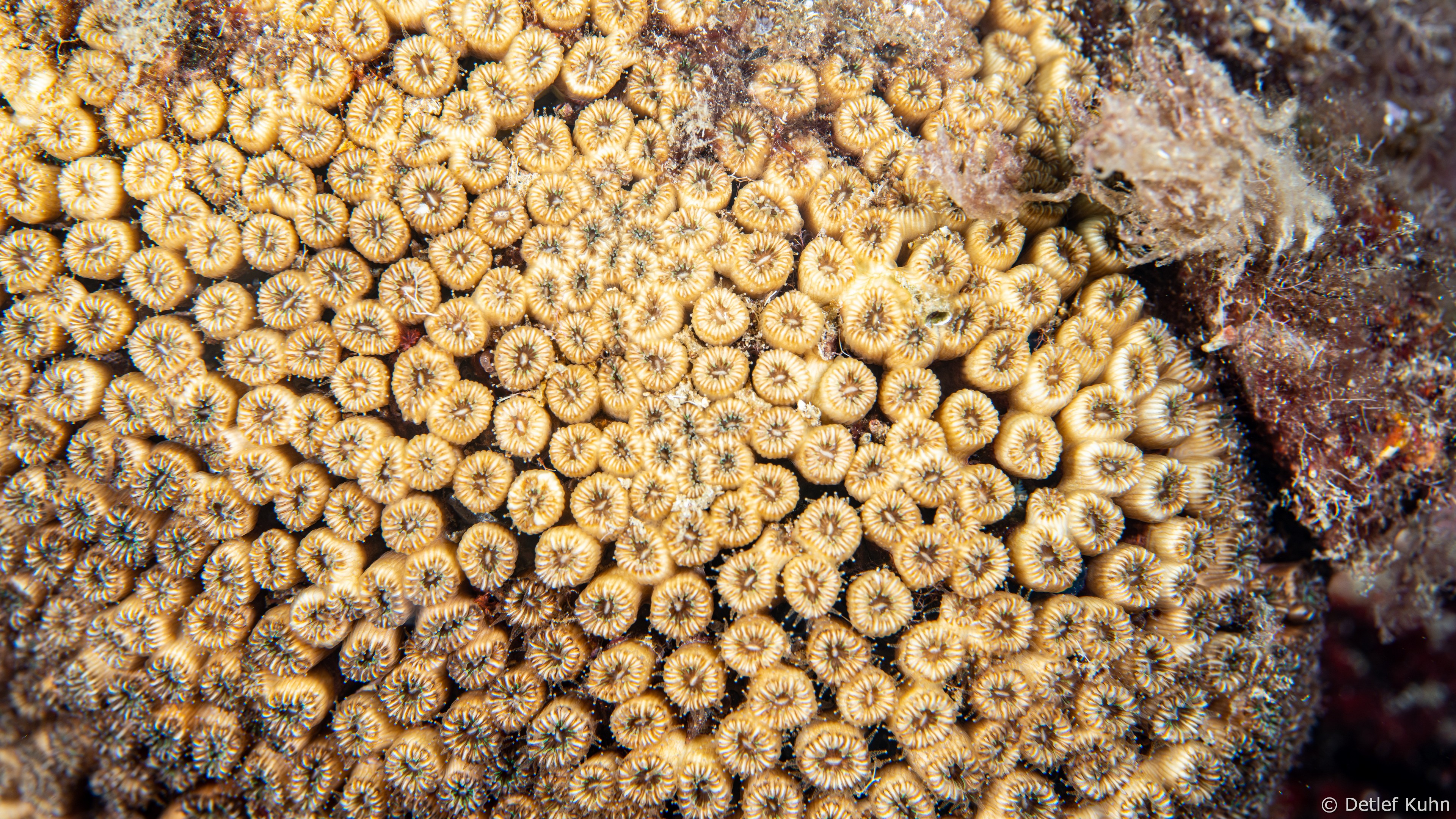 Punta Chiappa Ponente	