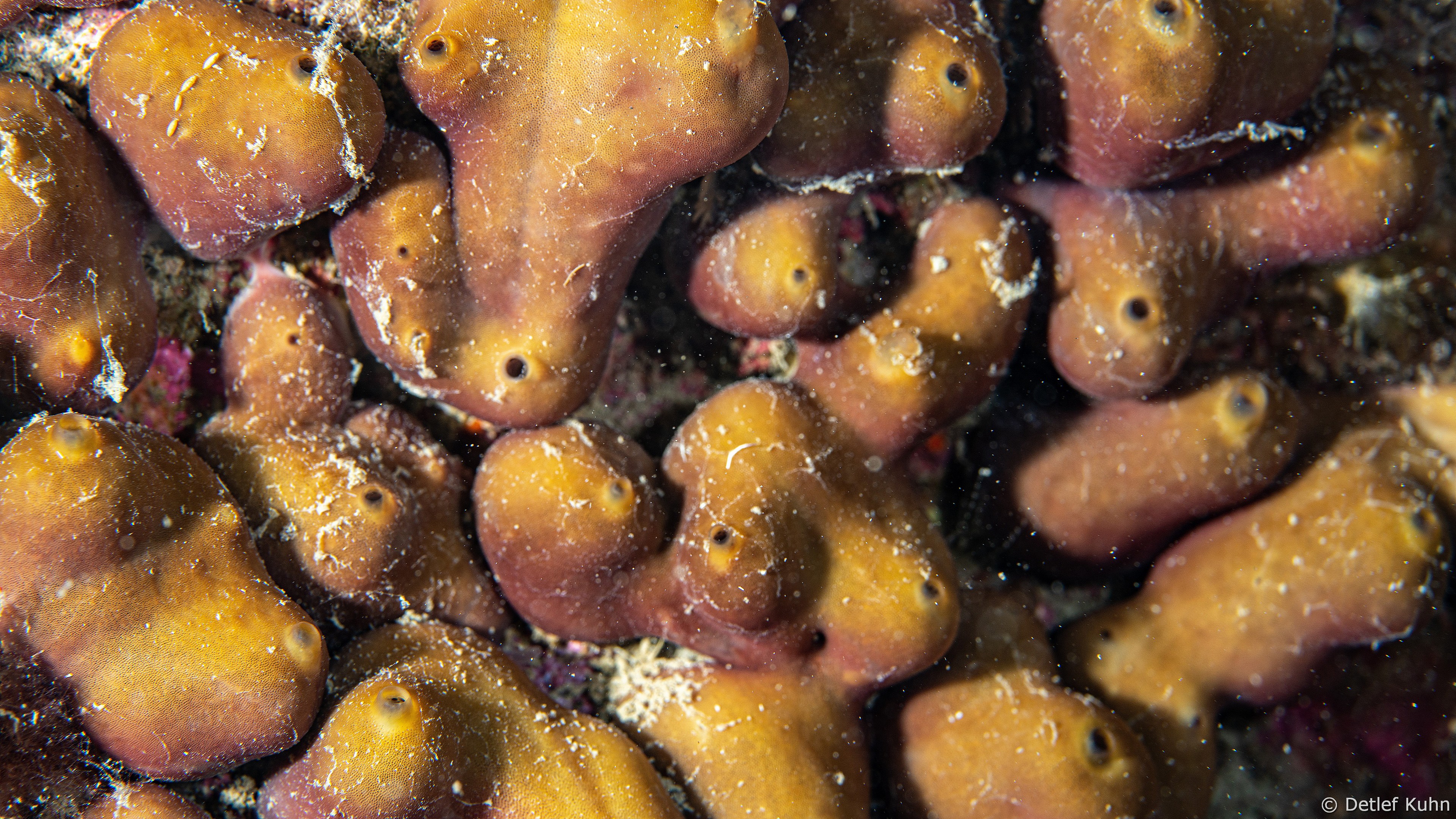 Punta Chiappa Ponente	