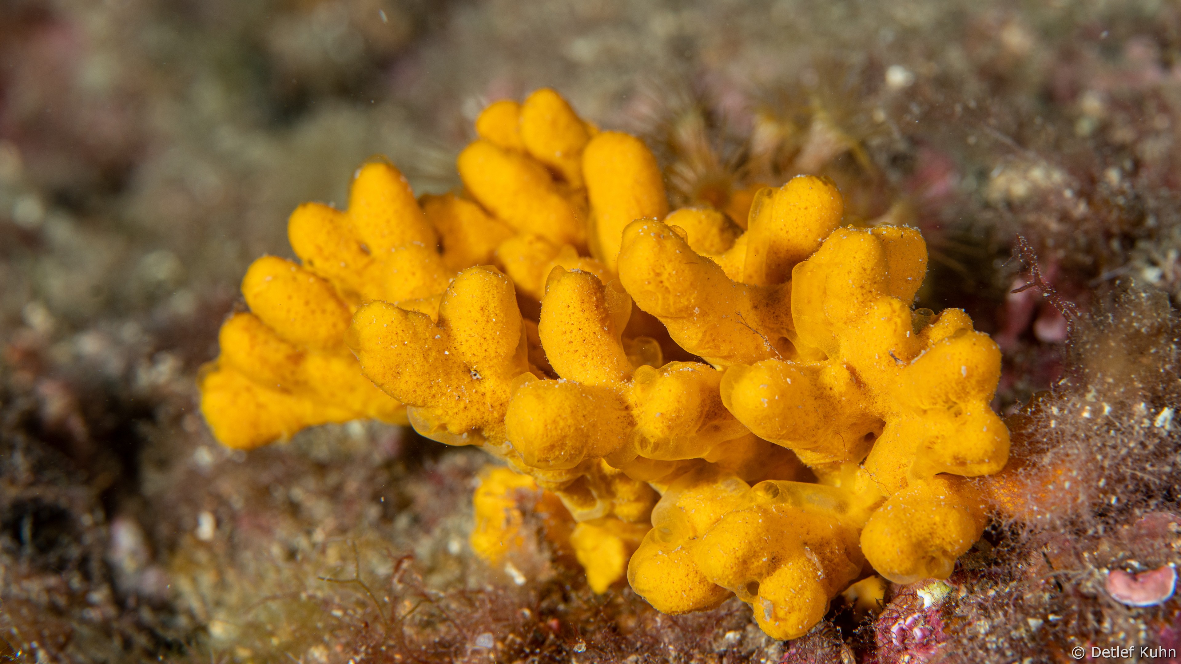 Punta Chiappa Ponente	