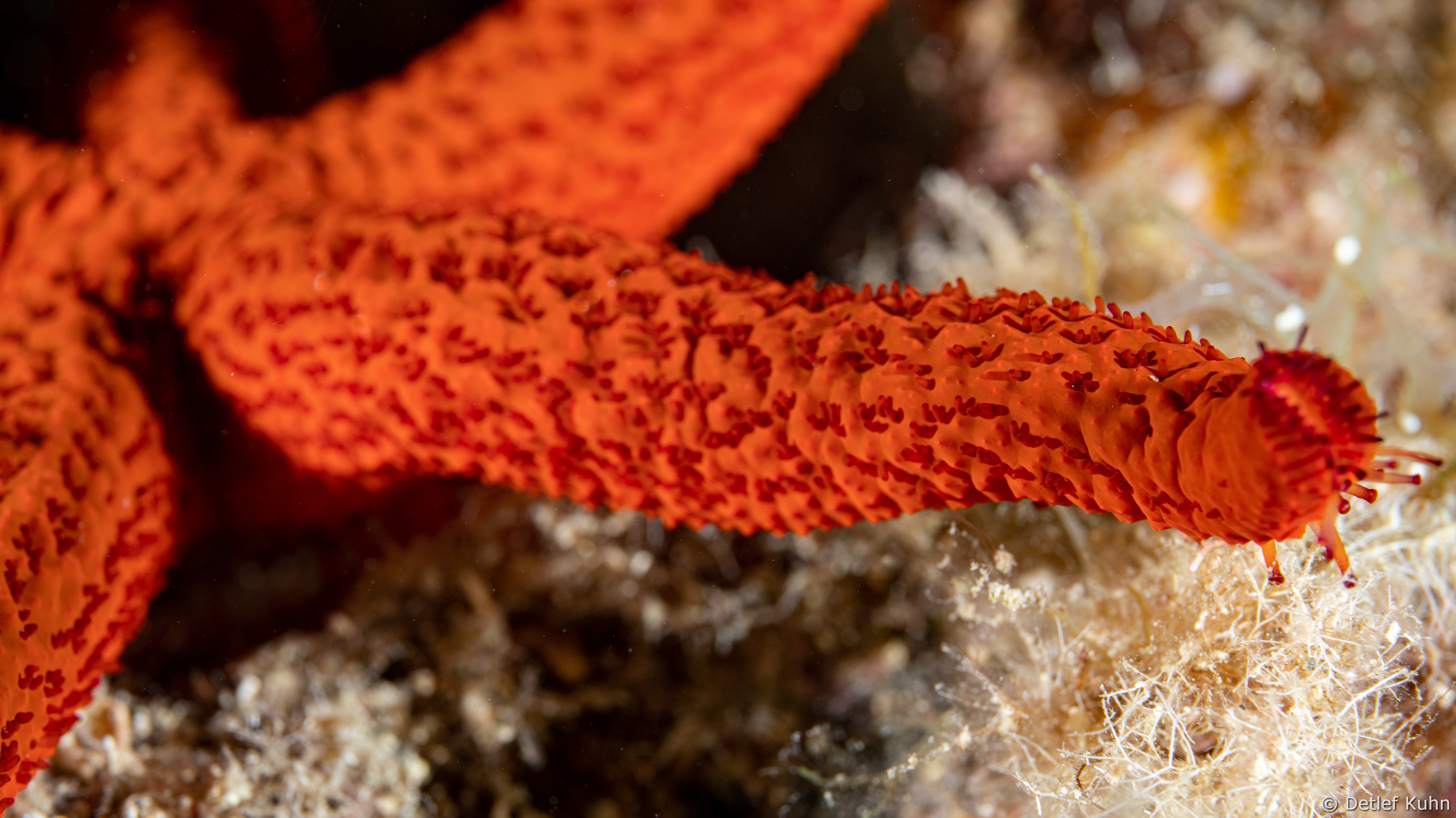 Punta Chiappa Ponente	