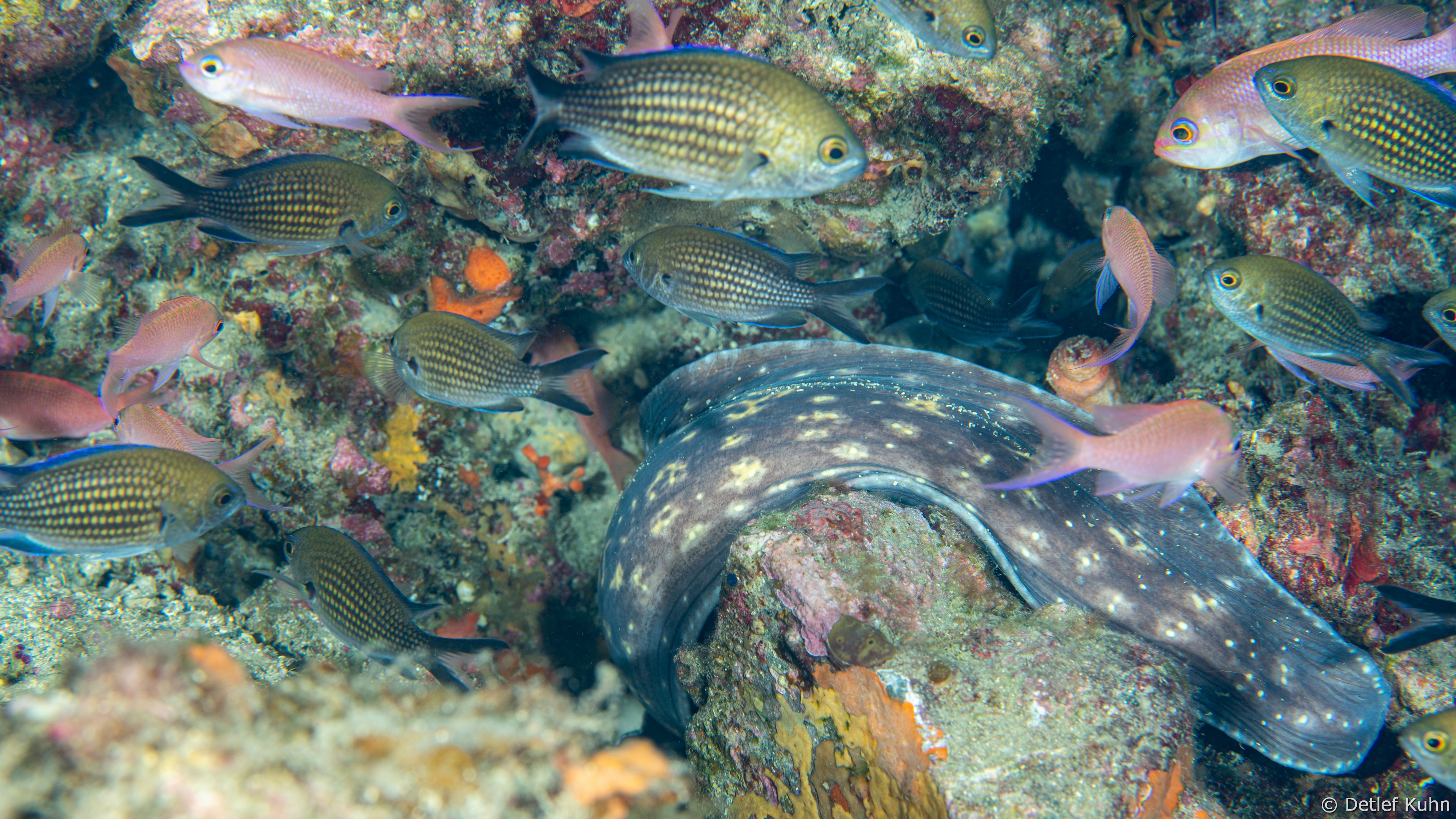 Punta Chiappa Ponente	