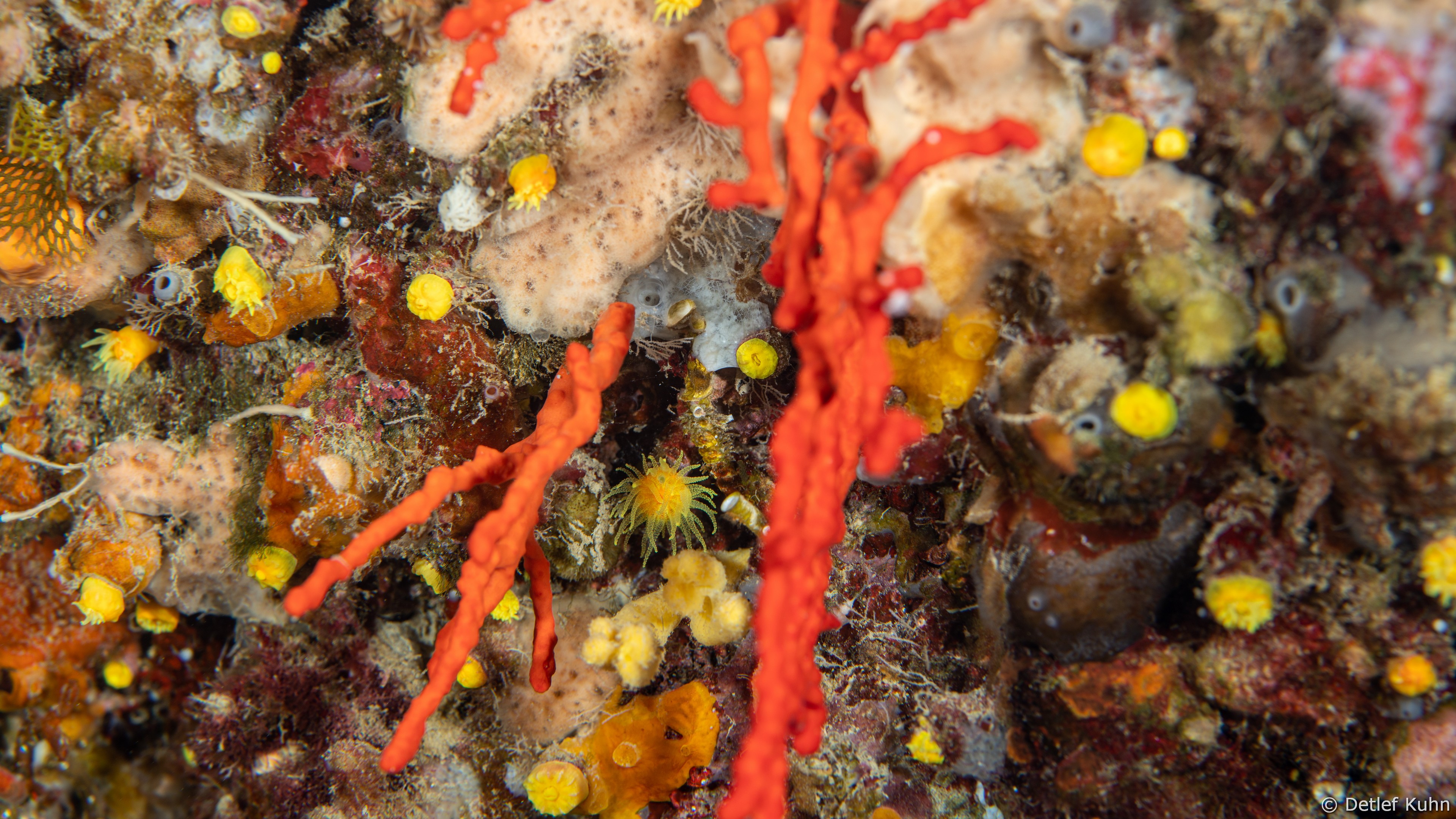 Punta Chiappa Ponente	