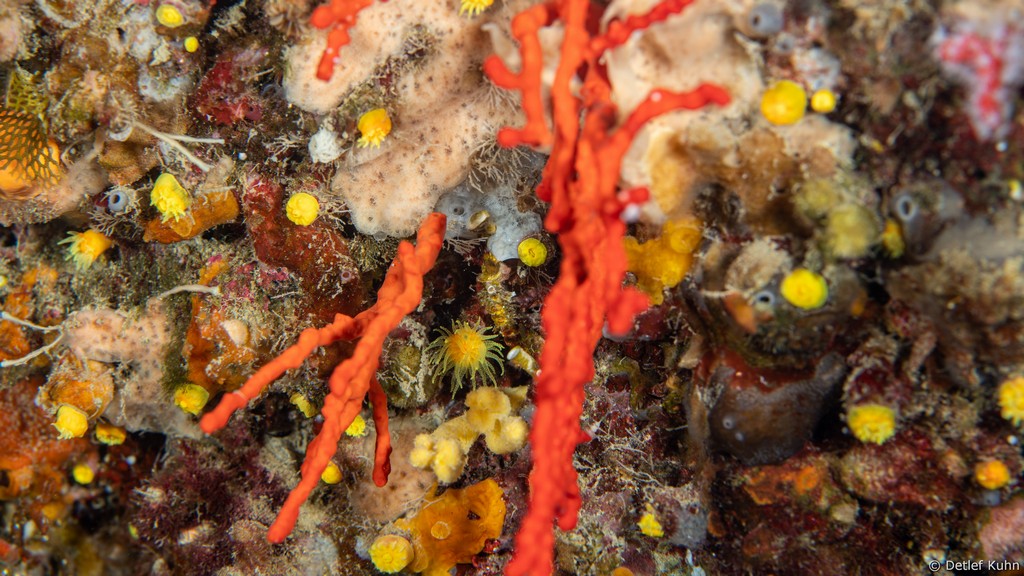 Punta Chiappa Ponente	