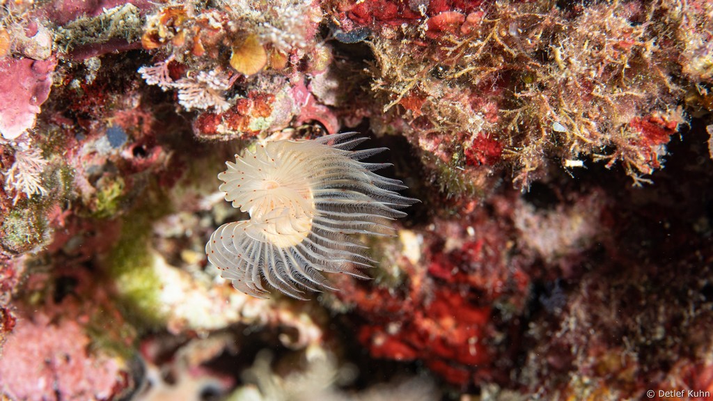 Punta Chiappa Ponente	