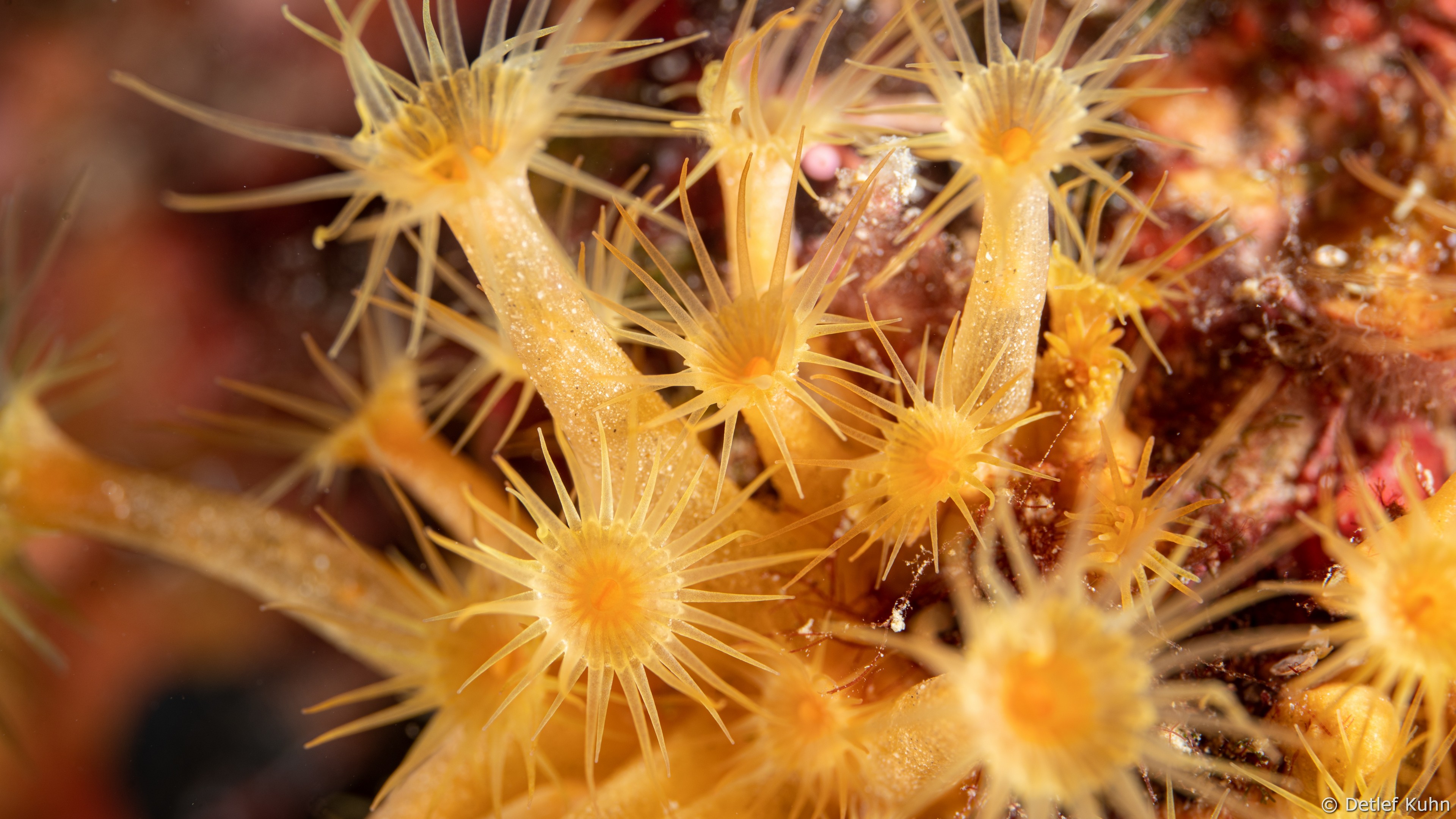 Punta Chiappa Ponente	