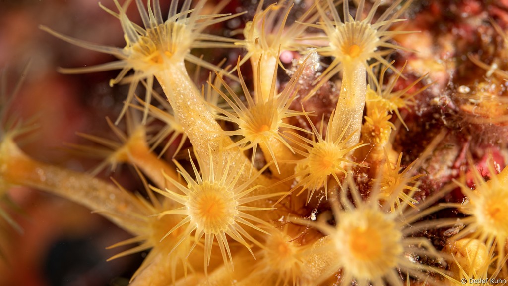 Punta Chiappa Ponente	