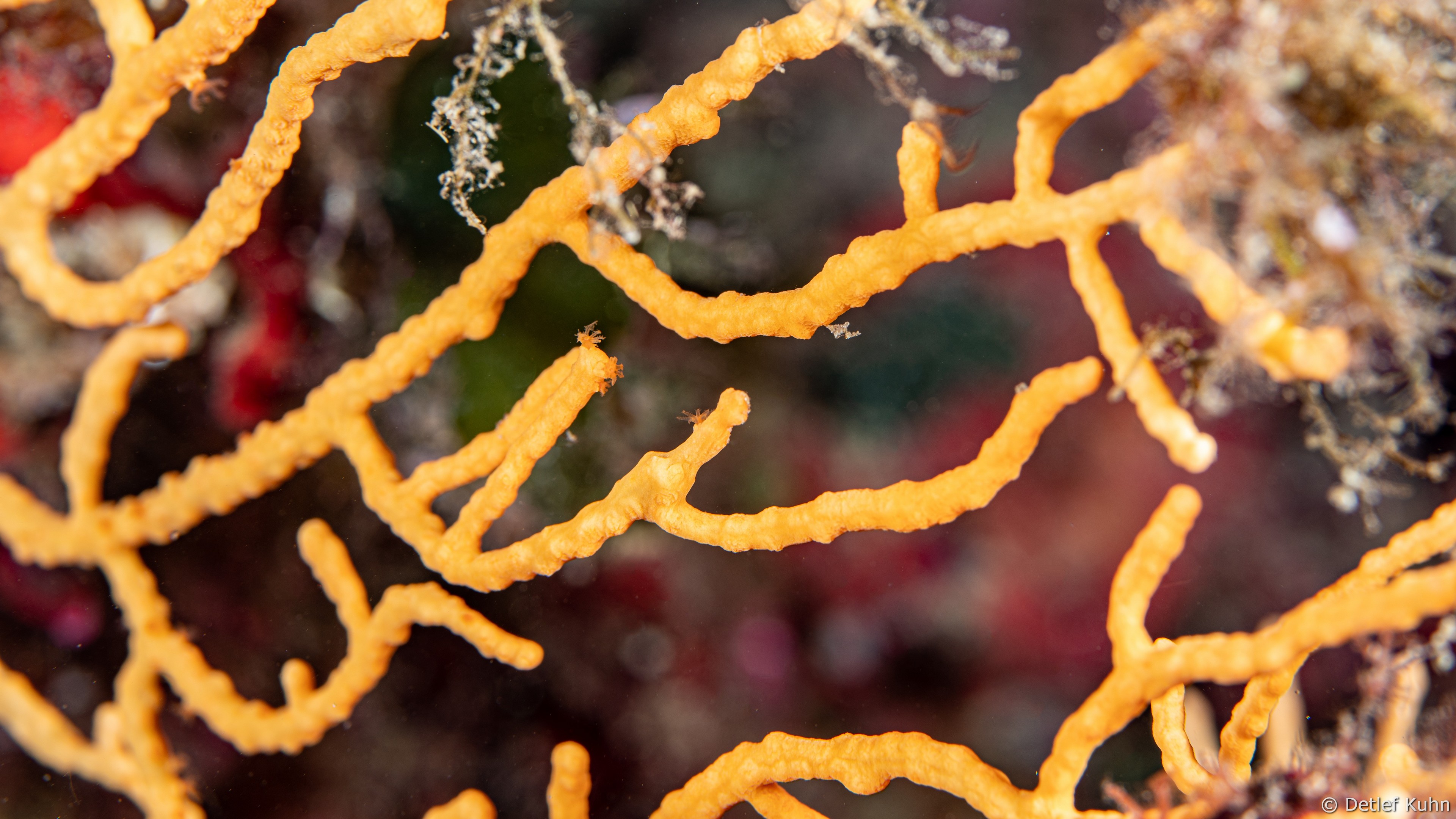 Punta Chiappa Ponente	