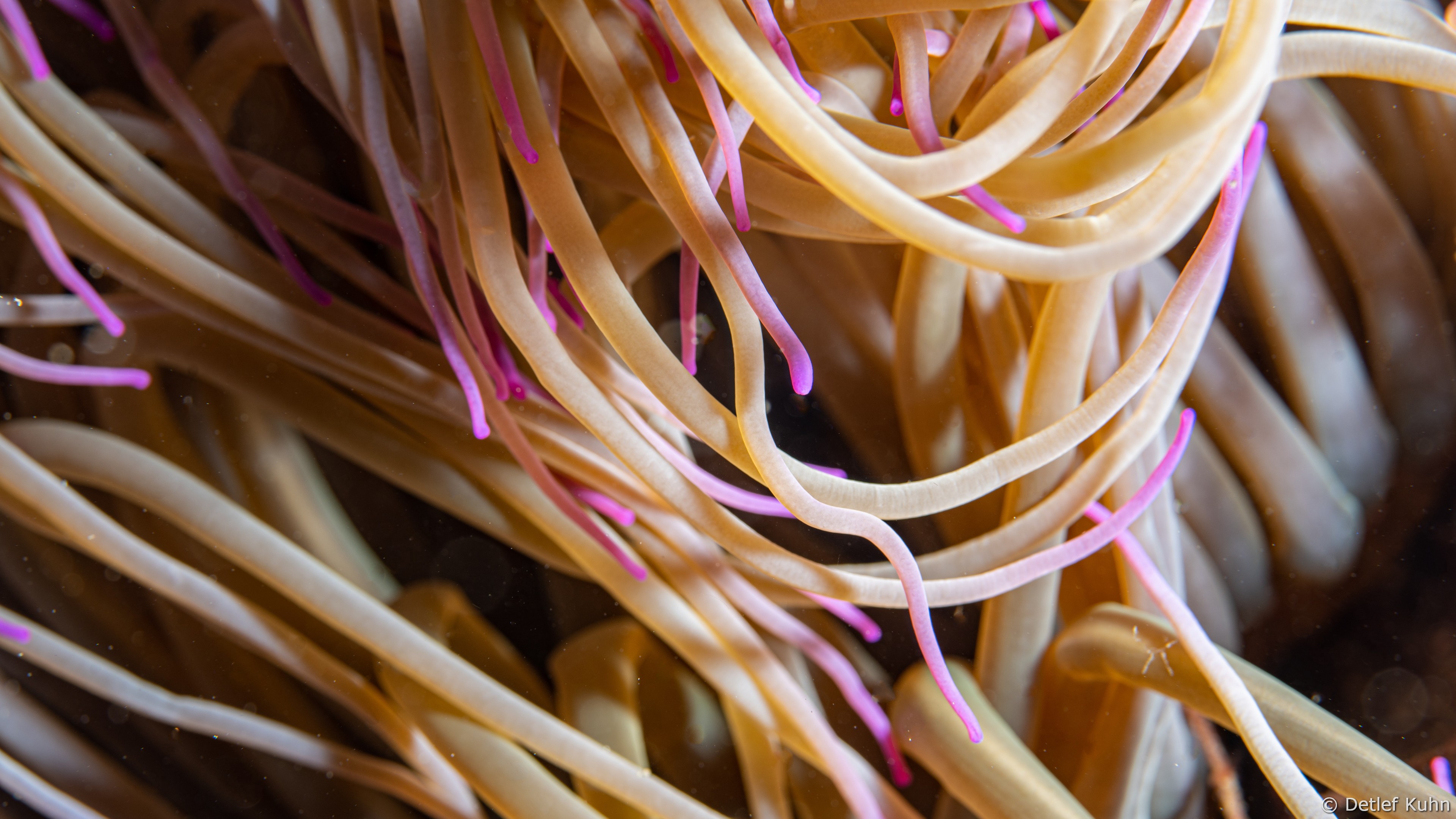 Punta Chiappa Ponente	