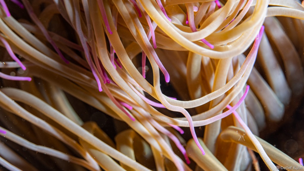 Punta Chiappa Ponente	