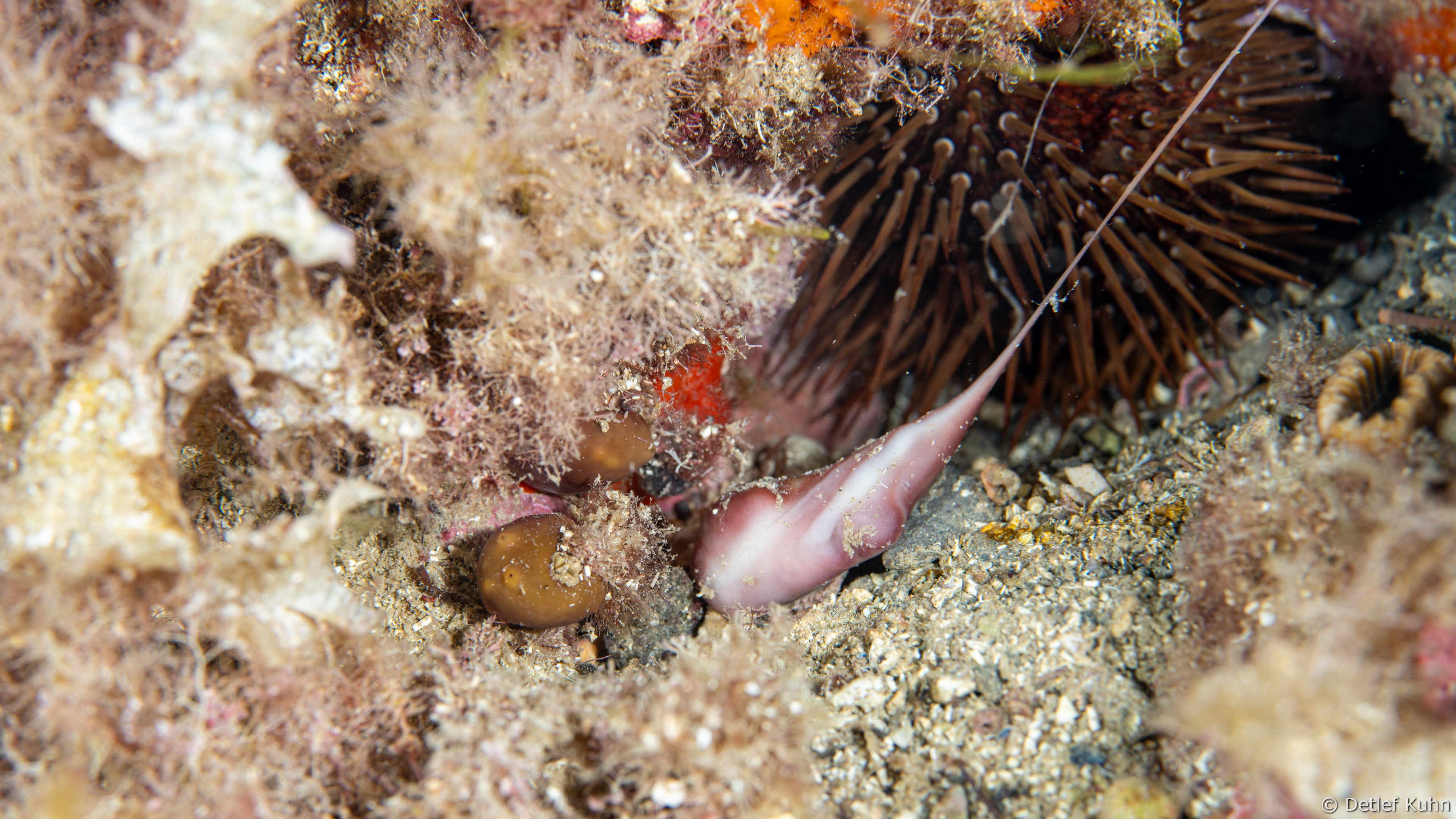 Punta Chiappa Ponente	