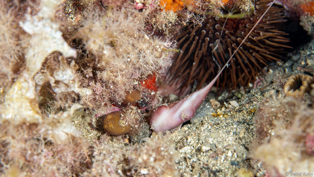 Punta Chiappa Ponente	