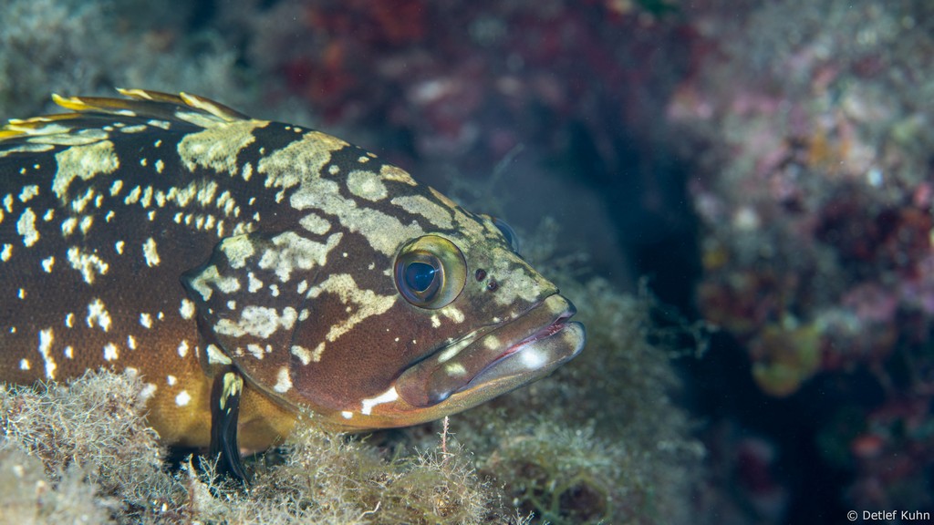 Punta Chiappa Ponente	